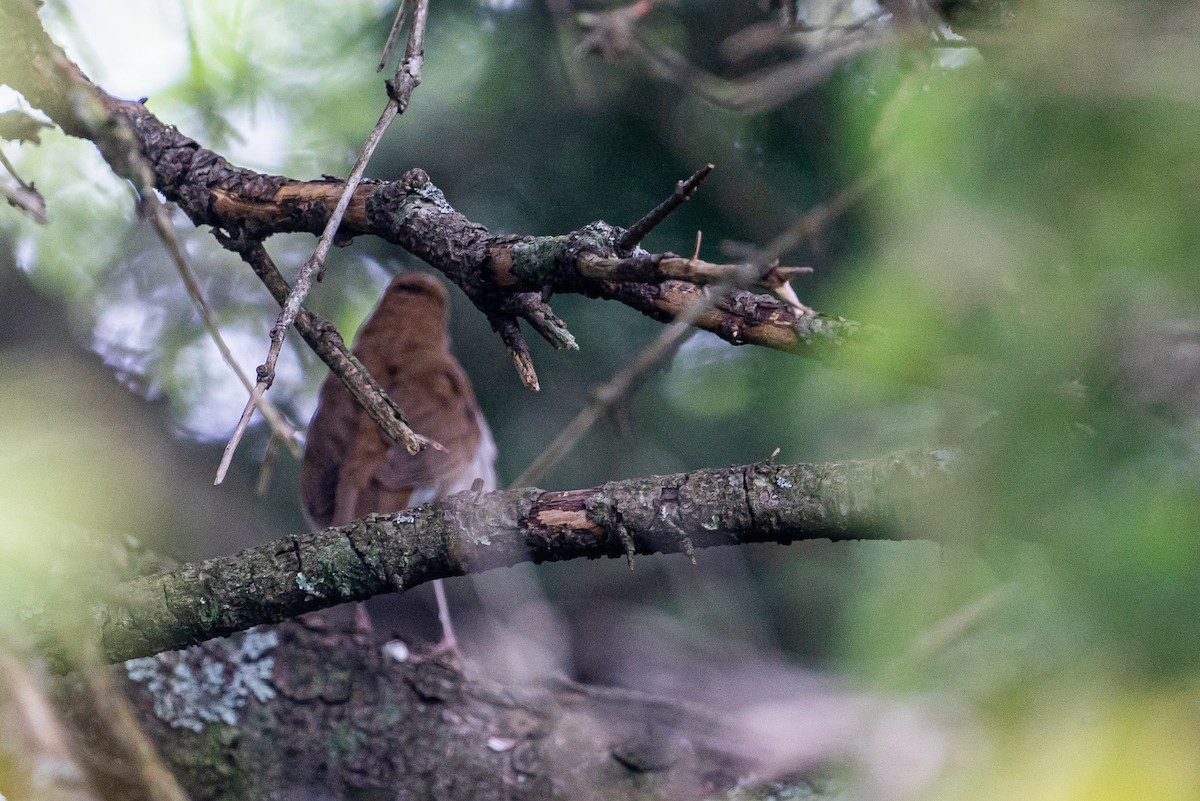 קיכלי חלוד-גב - ML645574437