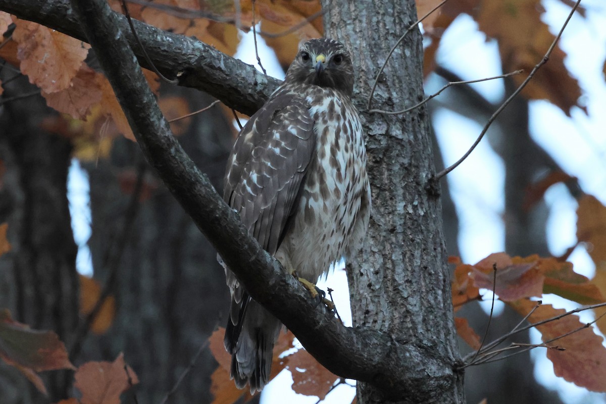 Red-shouldered Hawk - ML645574438