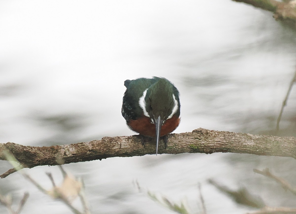 Green-and-rufous Kingfisher - ML645574439