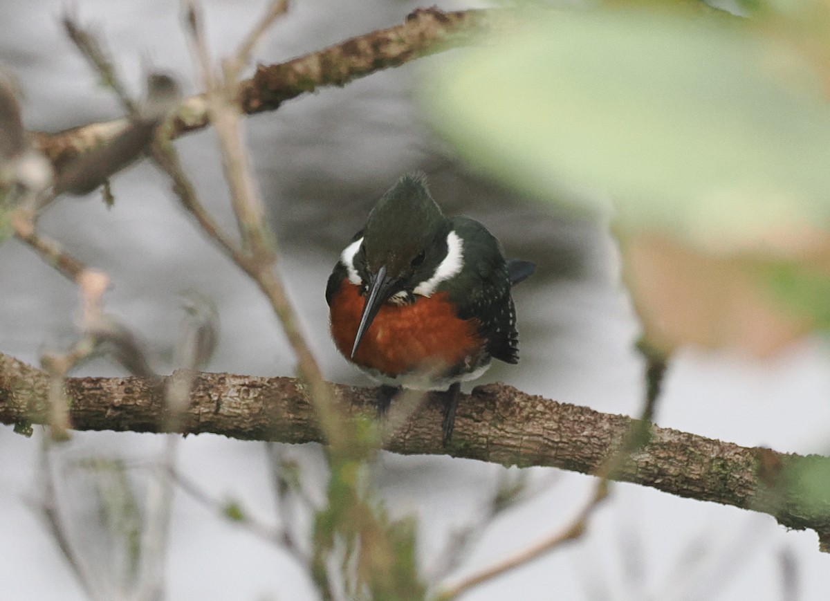 Green-and-rufous Kingfisher - ML645574440