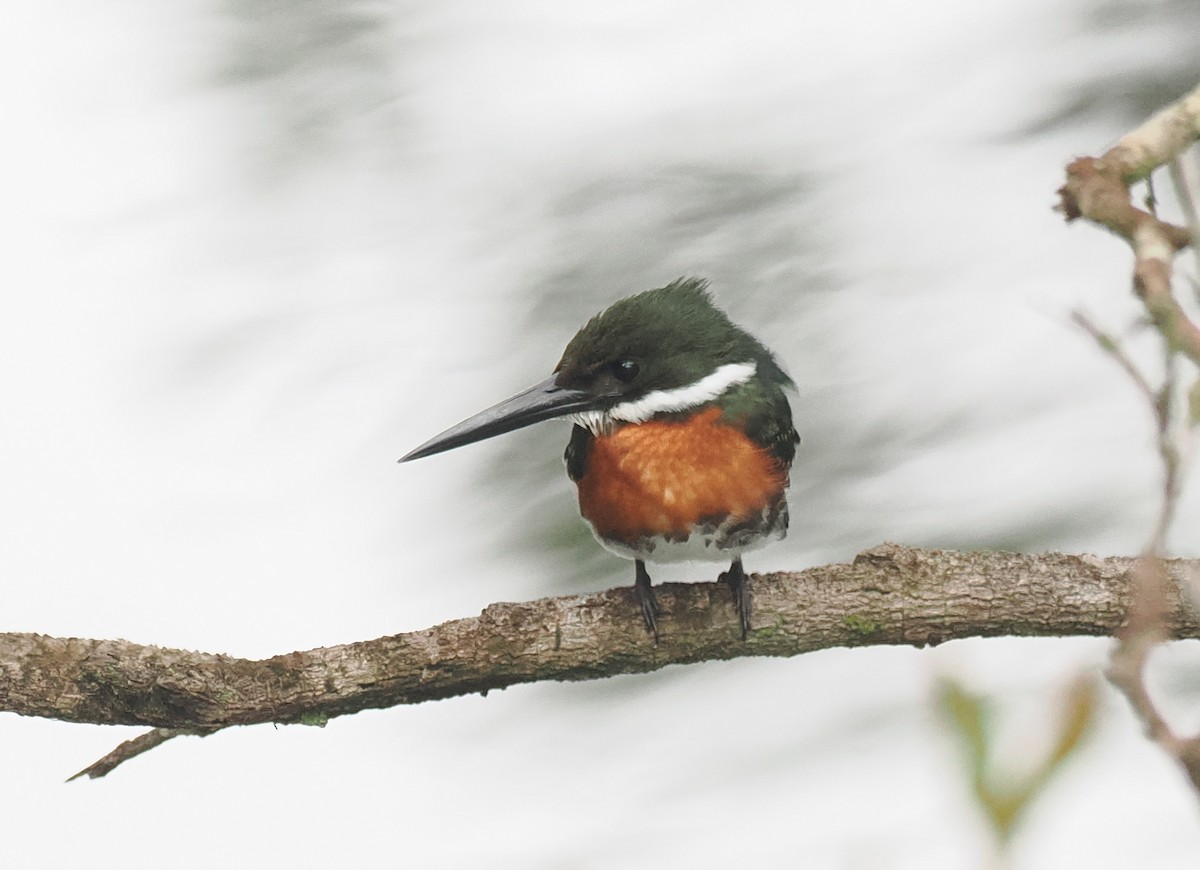 Green-and-rufous Kingfisher - ML645574441