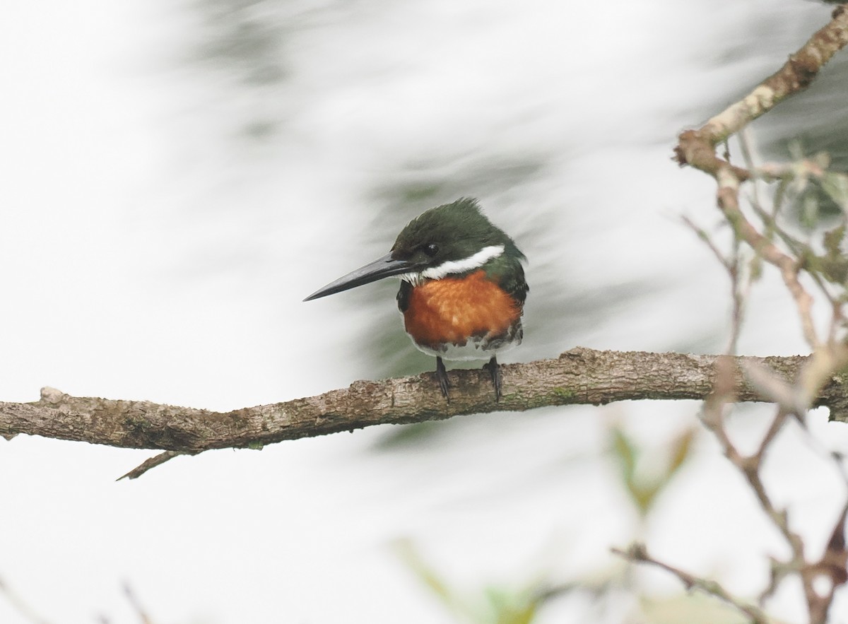 Green-and-rufous Kingfisher - ML645574442
