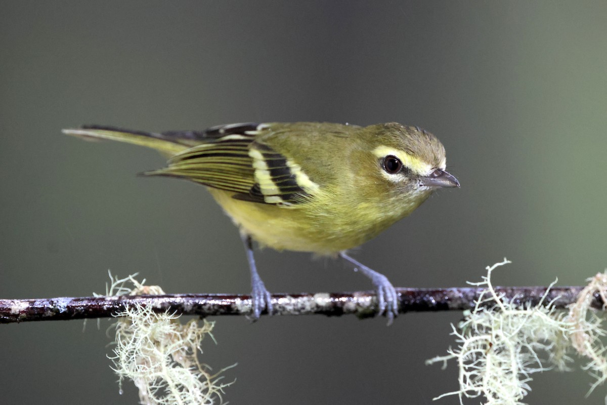 Yellow-winged Vireo - ML645574443