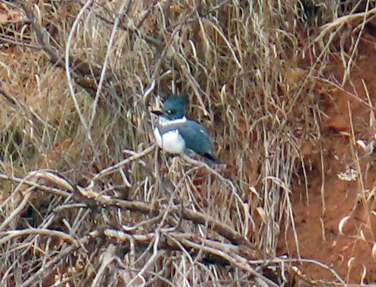 שלדג אמריקני - ML645574444