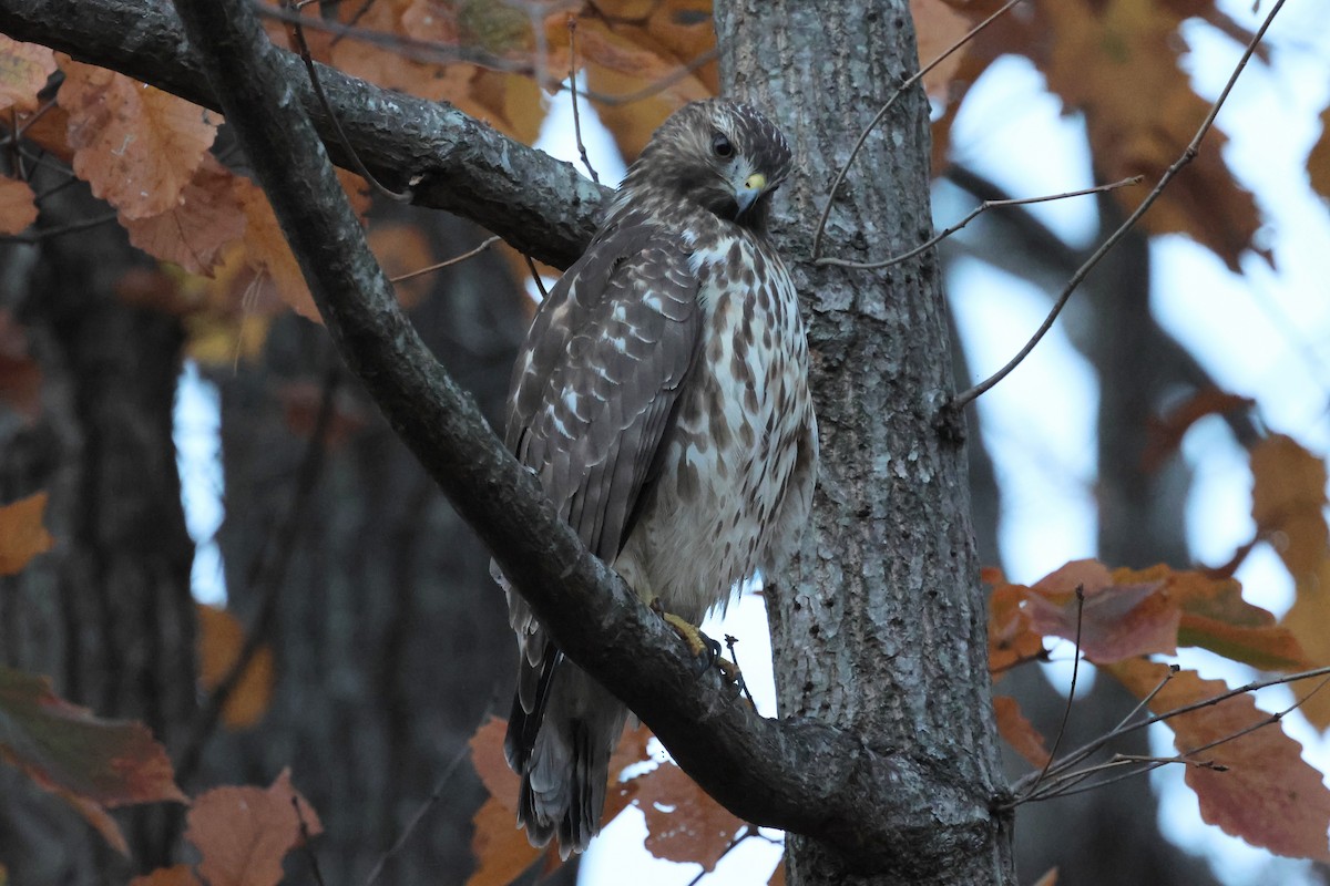 Red-shouldered Hawk - ML645574445