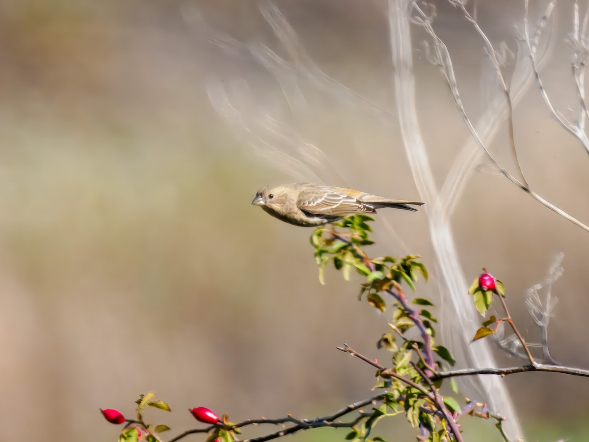 House Finch - ML645574446