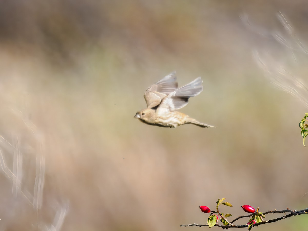 House Finch - ML645574447