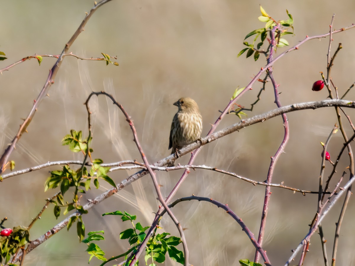 House Finch - ML645574448