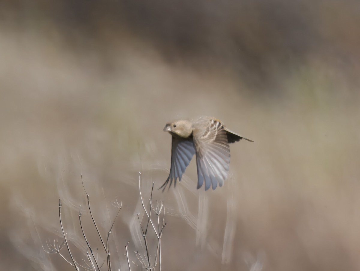 House Finch - ML645574449