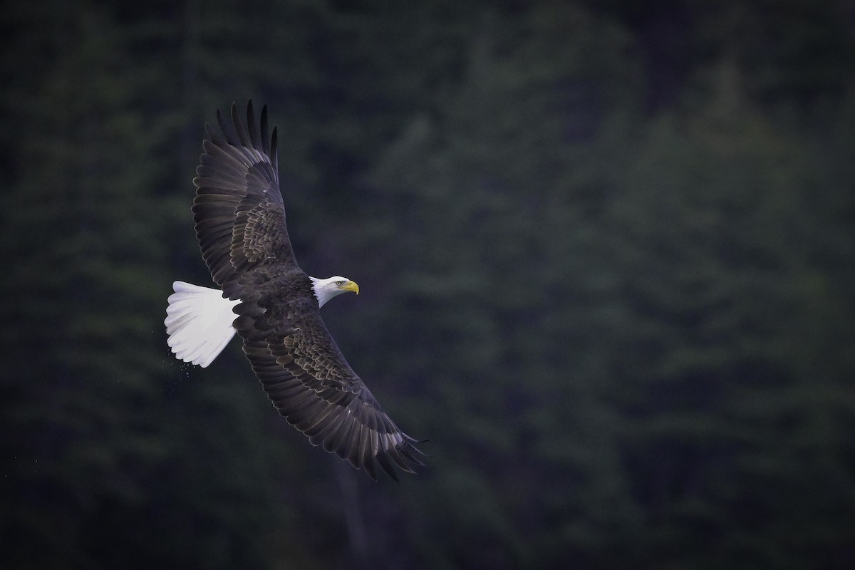 עיטם לבן-ראש - ML645574450