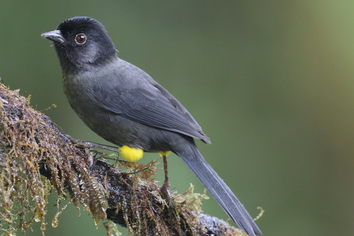 Yellow-thighed Brushfinch - ML645574451