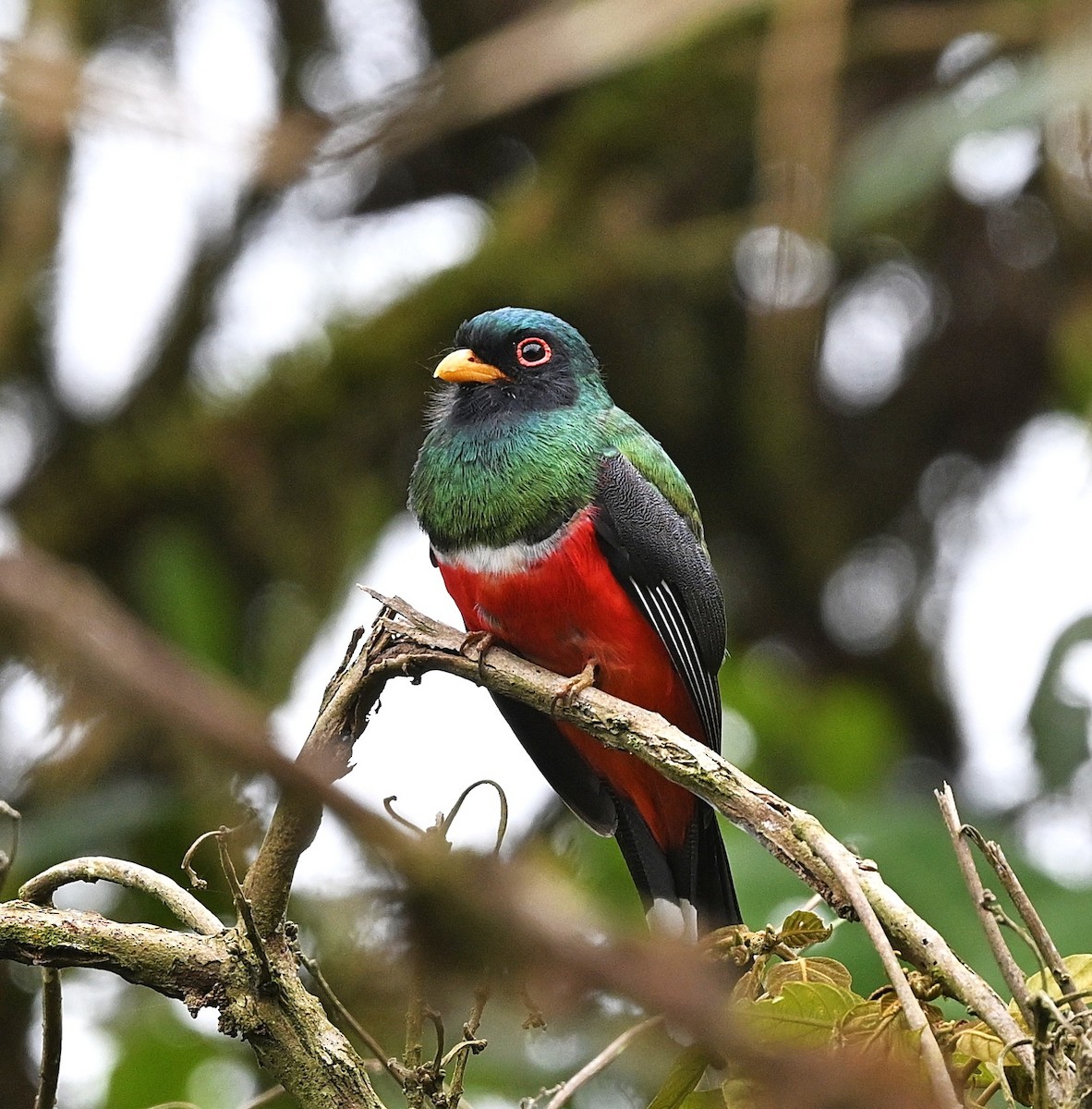 Black-tailed Trogon - ML645574452