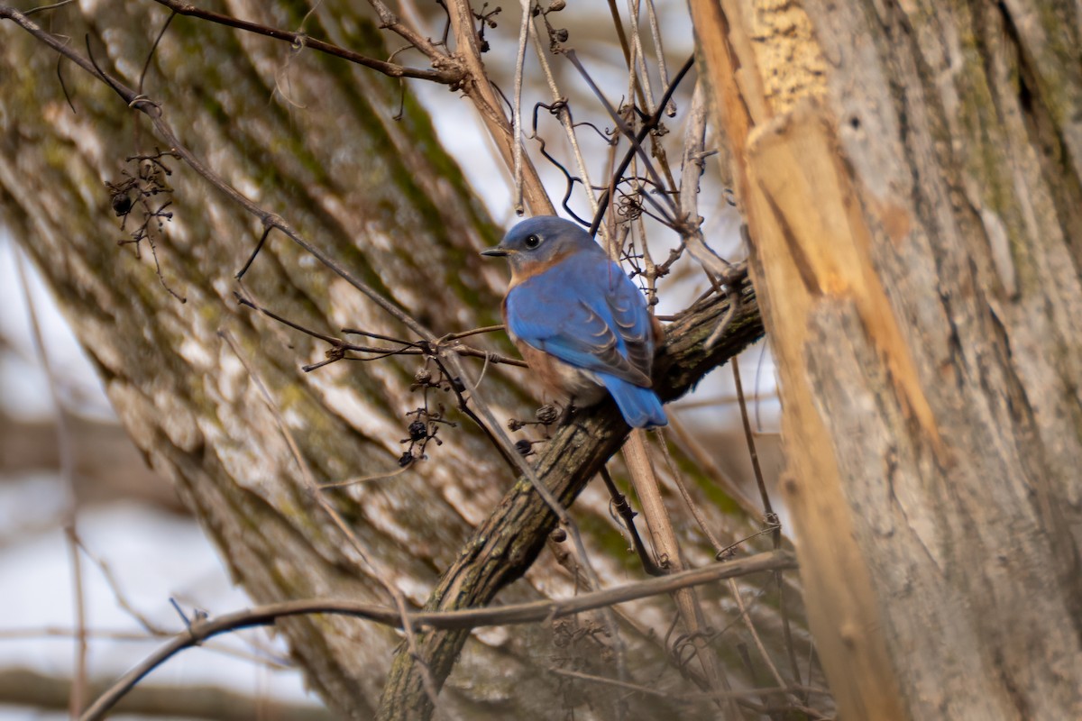 Eastern Bluebird - ML645574453