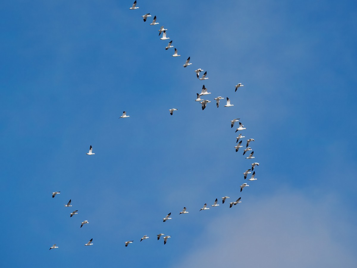 אווז שלג - ML645574454