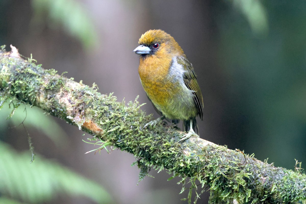 Prong-billed Barbet - ML645574455