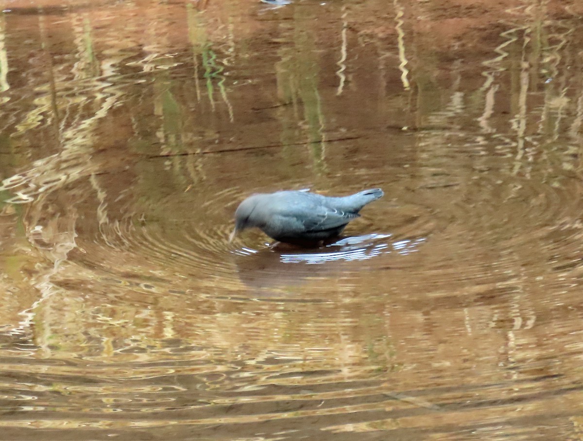 Ur-zozo iparramerikarra - ML645574456