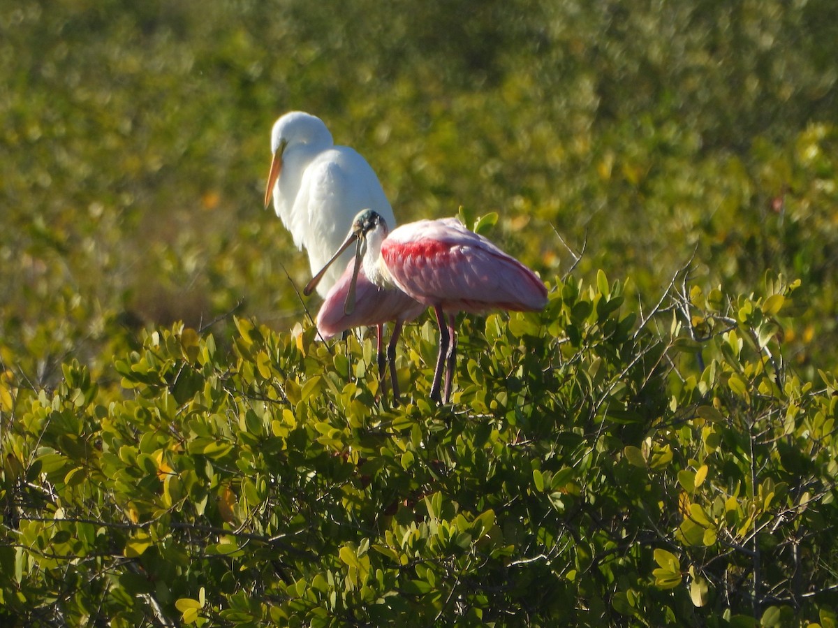 Rosalöffler - ML645574459