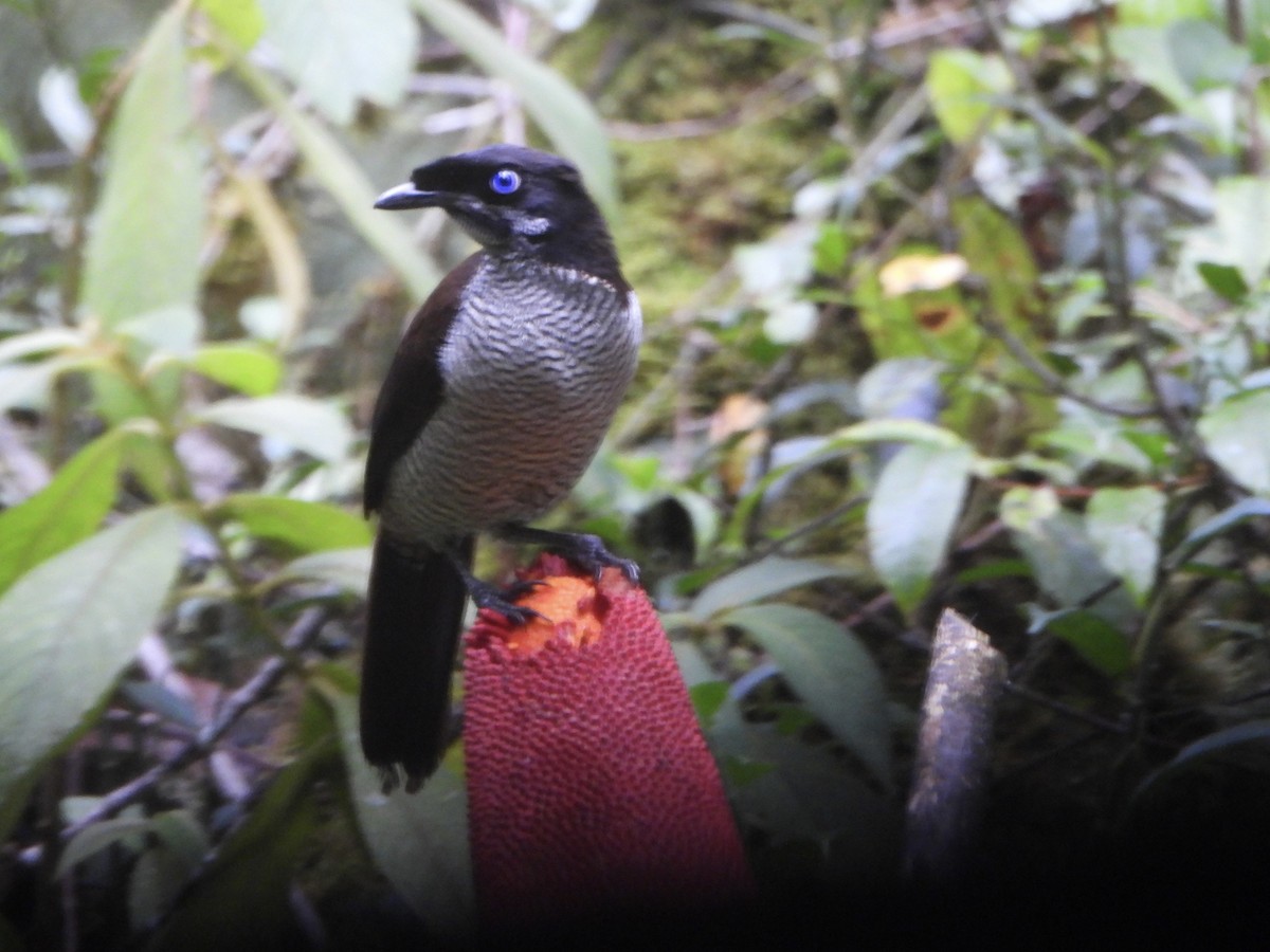 Western Parotia - ML645574466