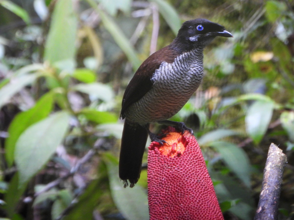 Western Parotia - ML645574472