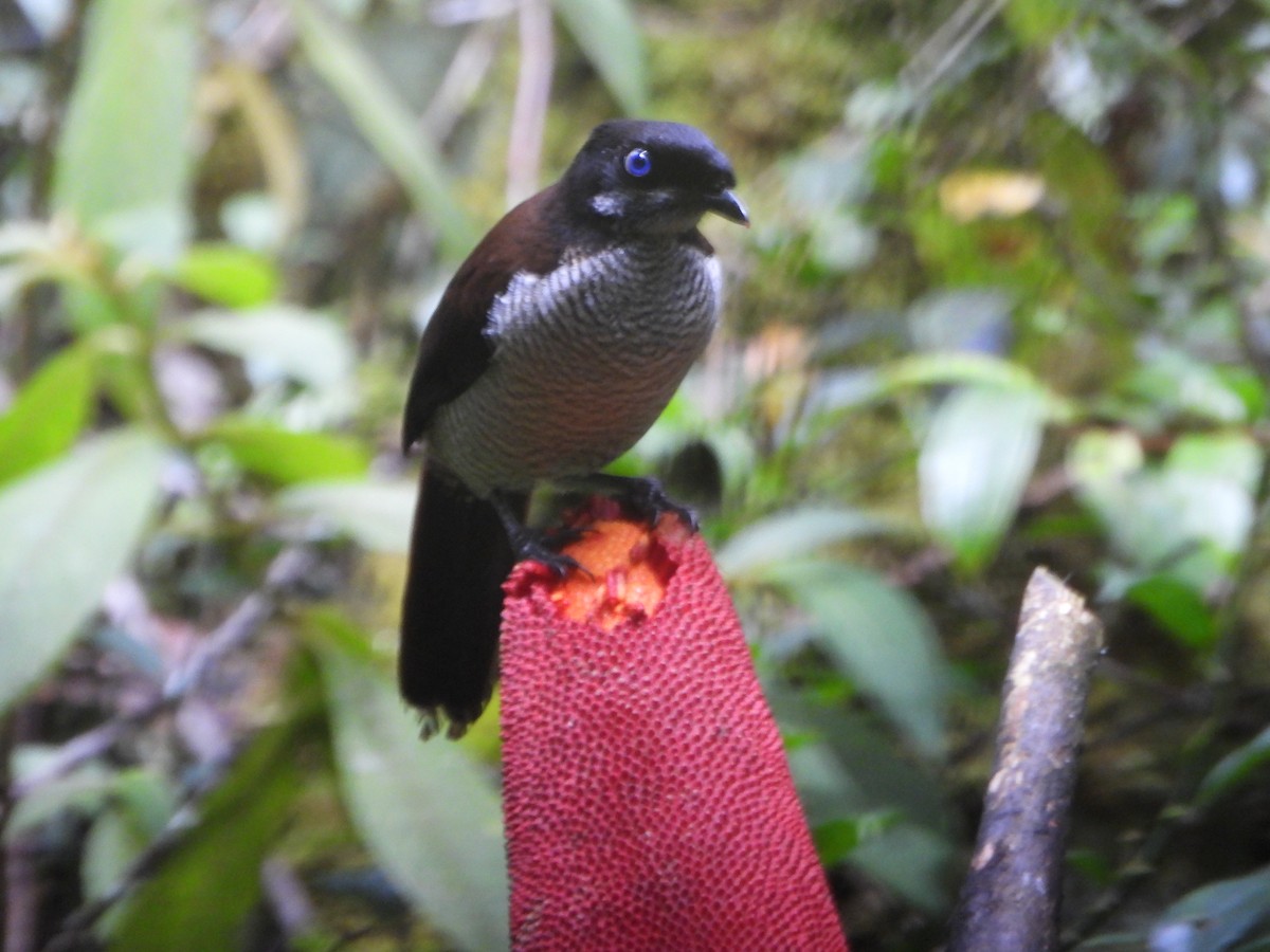 Western Parotia - ML645574473