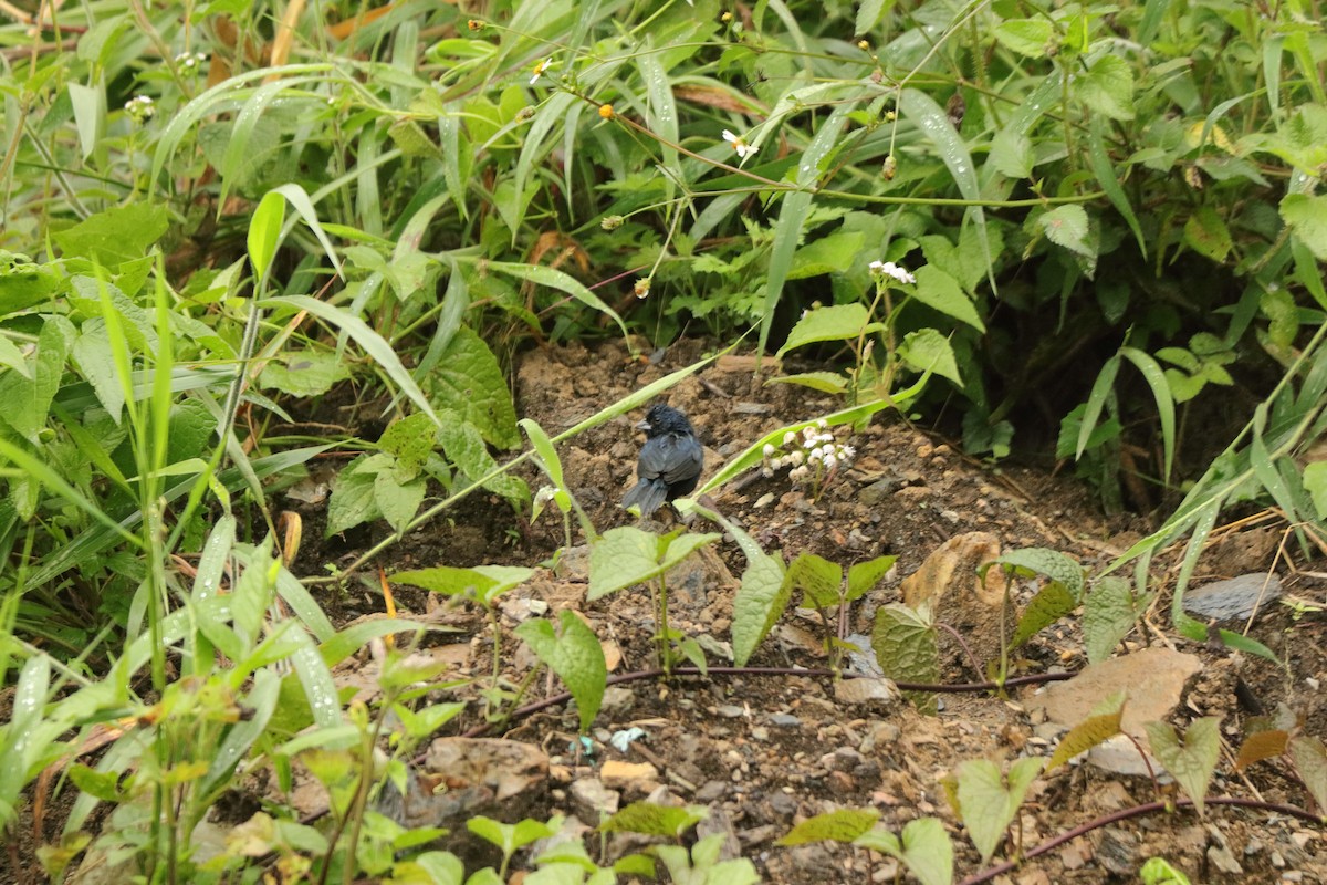 Blue-black Grassquit - ML645574478