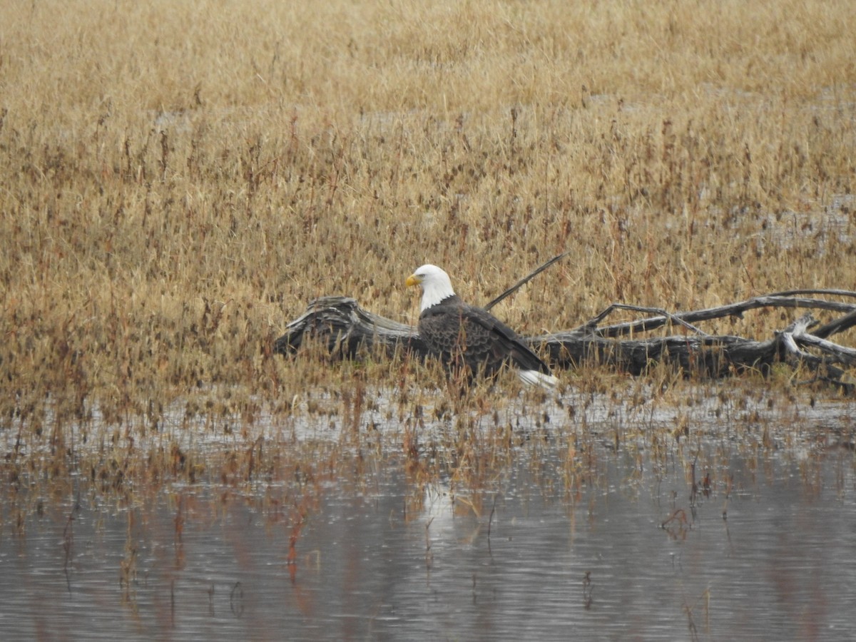 Pygargue à tête blanche - ML645574479