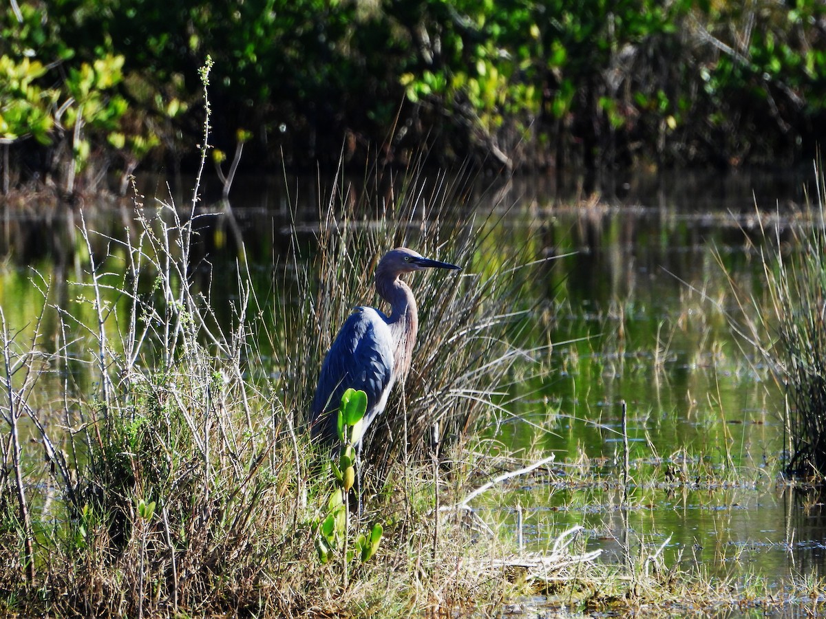 Reddish Egret - ML645574480