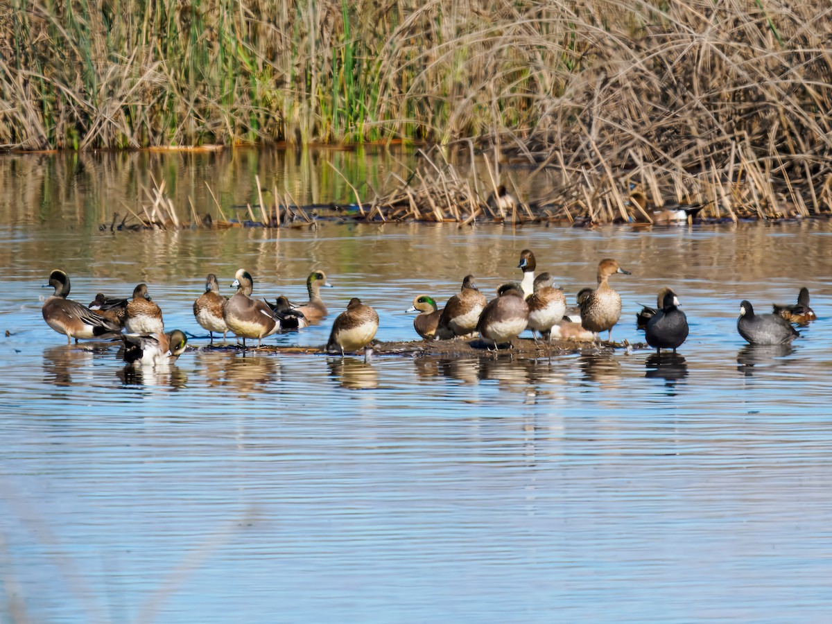 Свищ американський - ML645574495