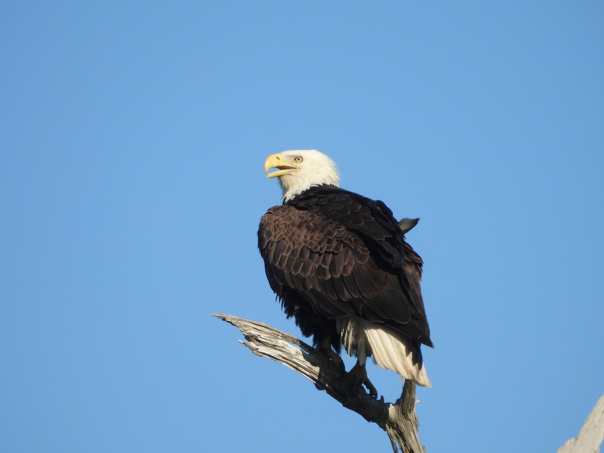 Pygargue à tête blanche - ML645574496