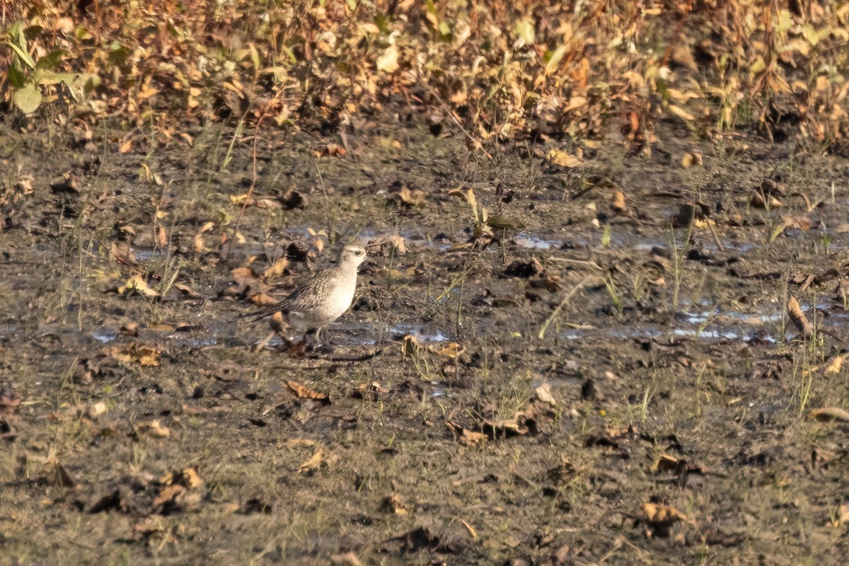 American Golden-Plover - ML645574497