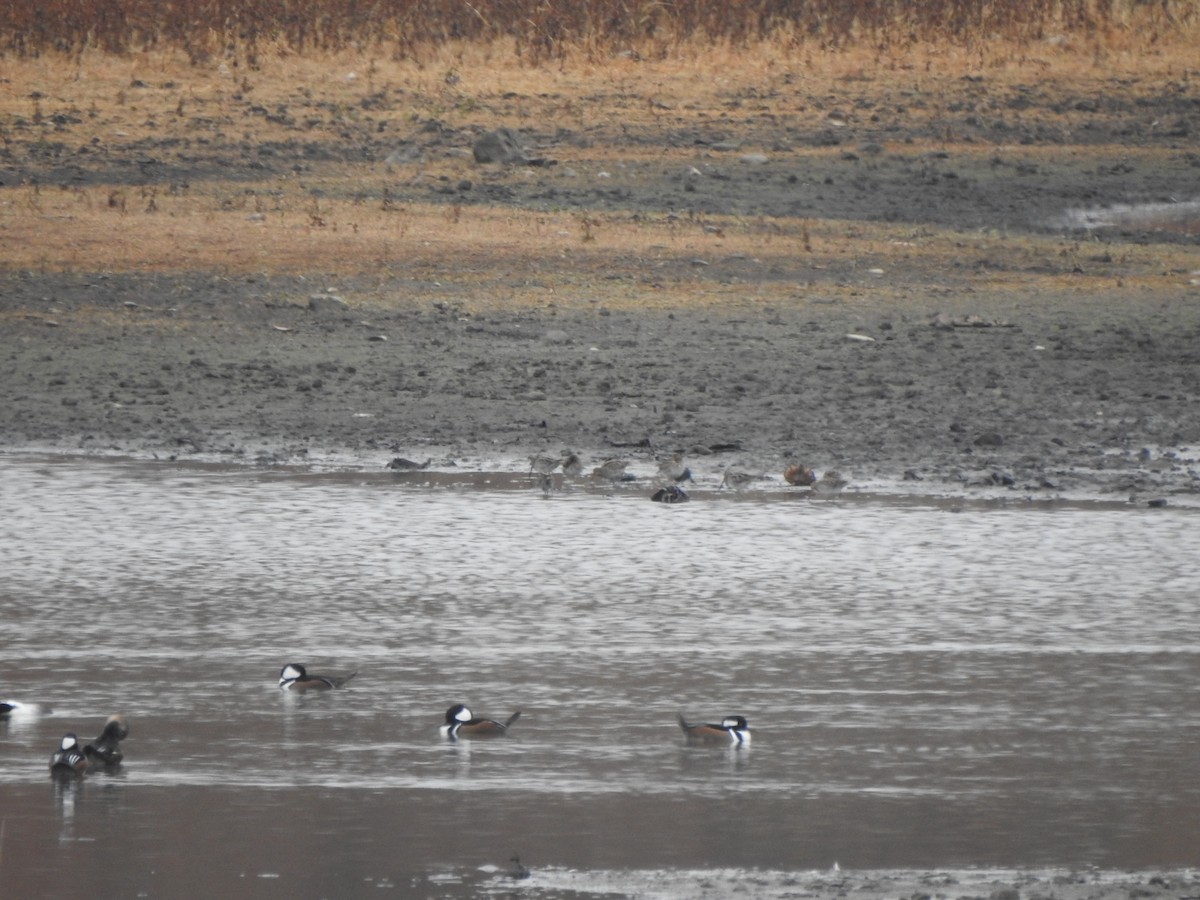 Wilson's Snipe - ML645574498