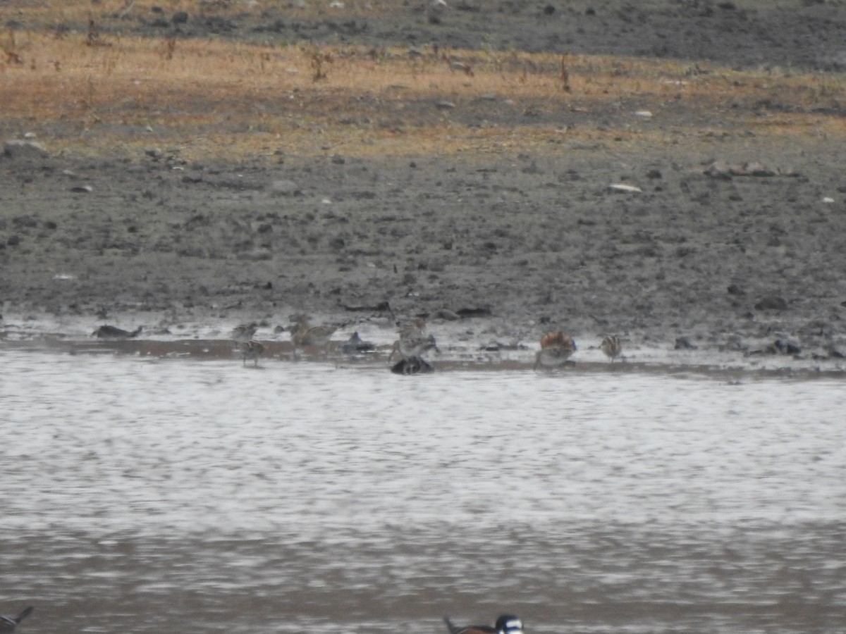 Wilson's Snipe - ML645574499