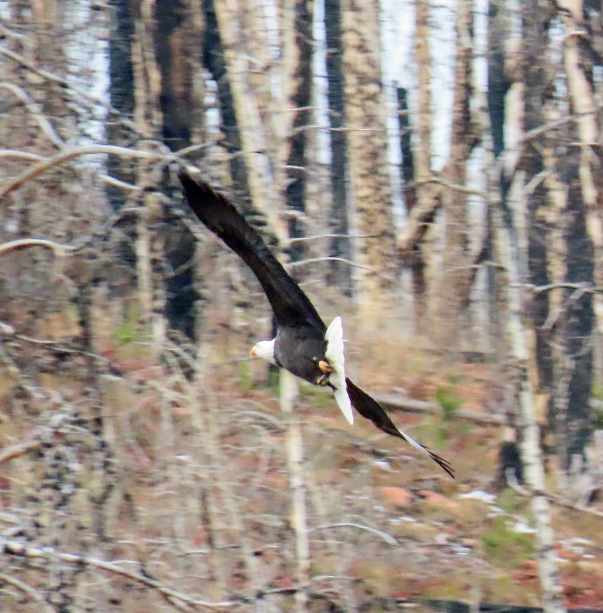 Pygargue à tête blanche - ML645574506