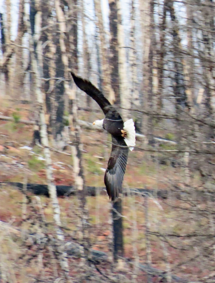 Pygargue à tête blanche - ML645574507