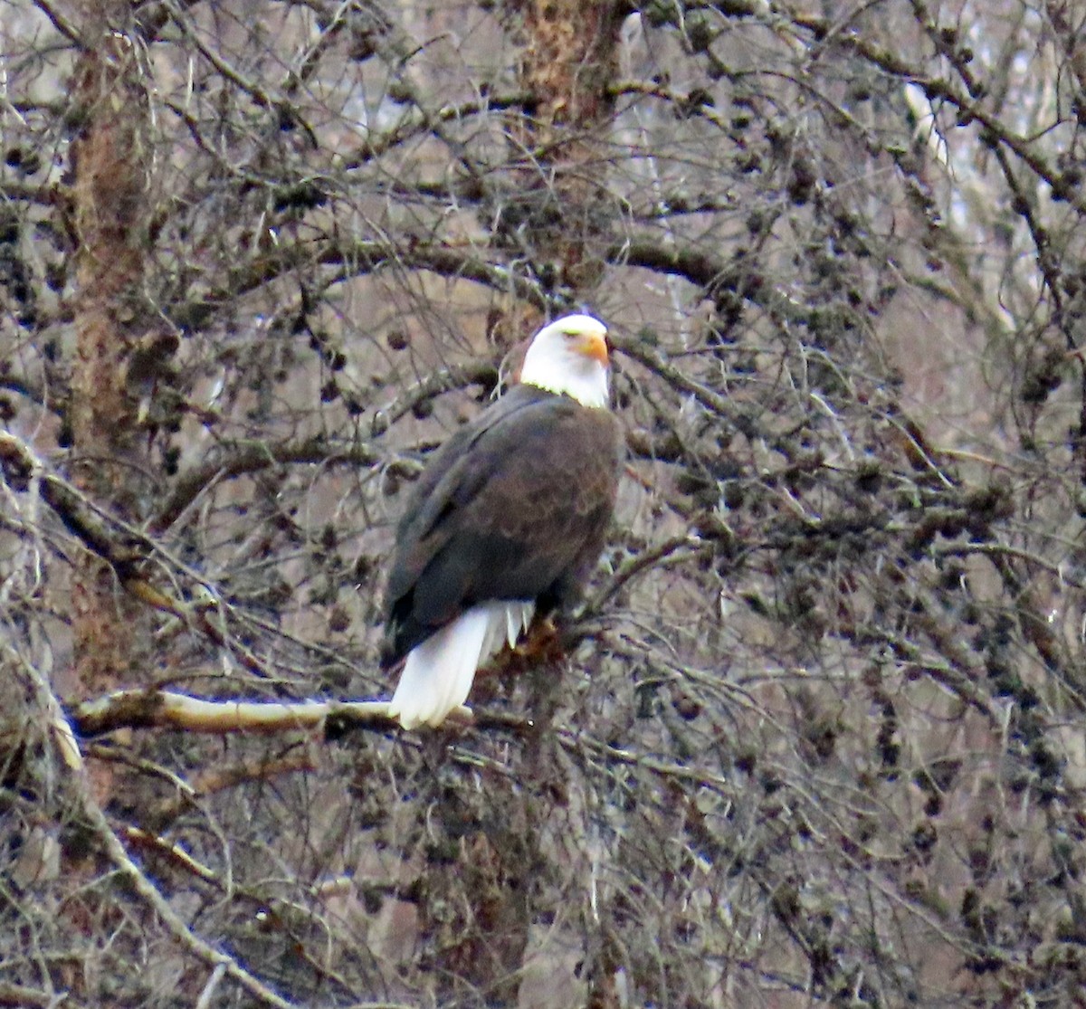 Pygargue à tête blanche - ML645574508