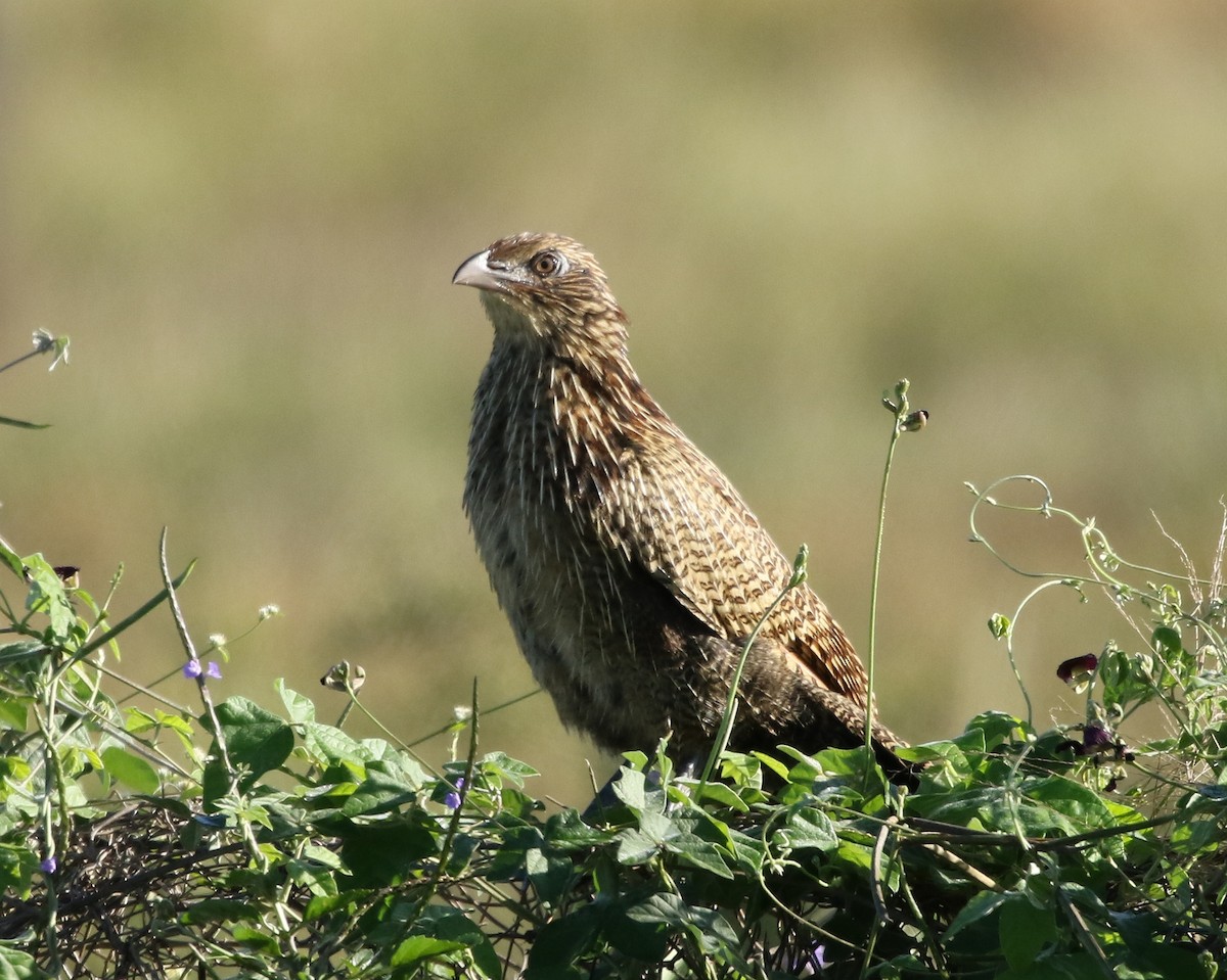 Pheasant Coucal - David Ongley