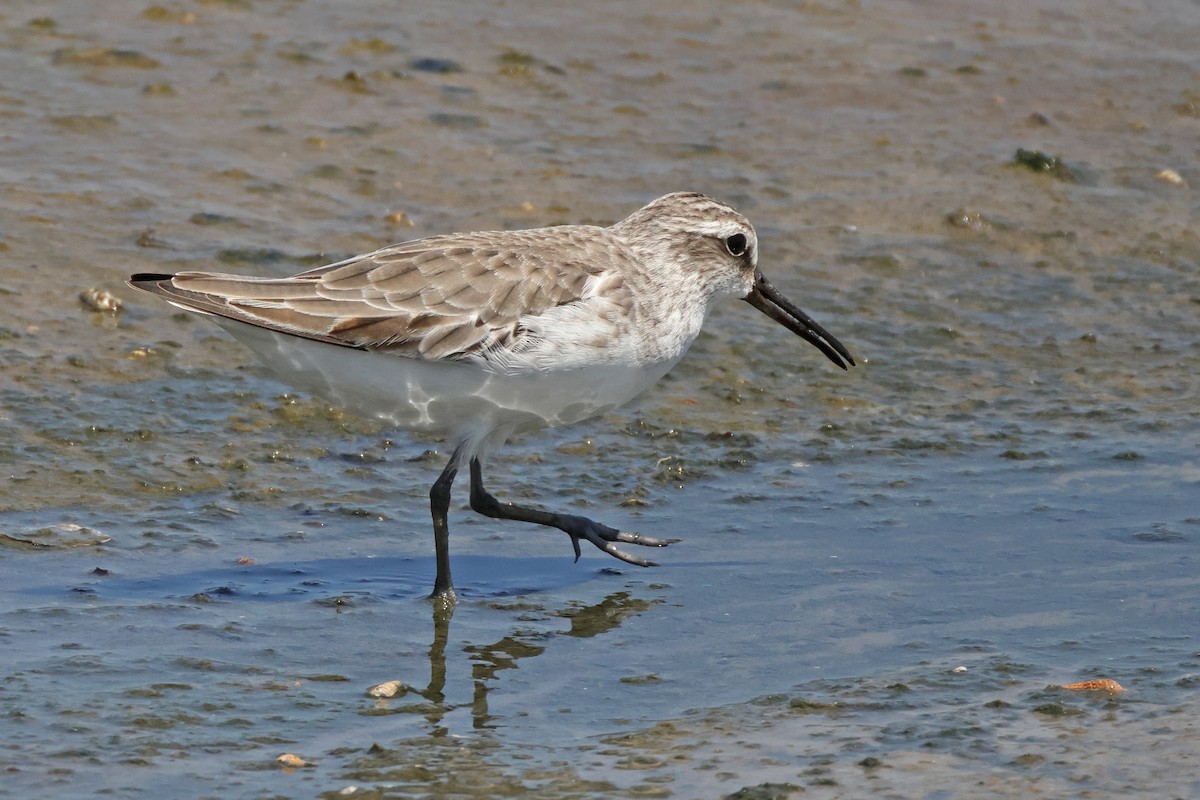 Broad-billed Sandpiper - ML645574513