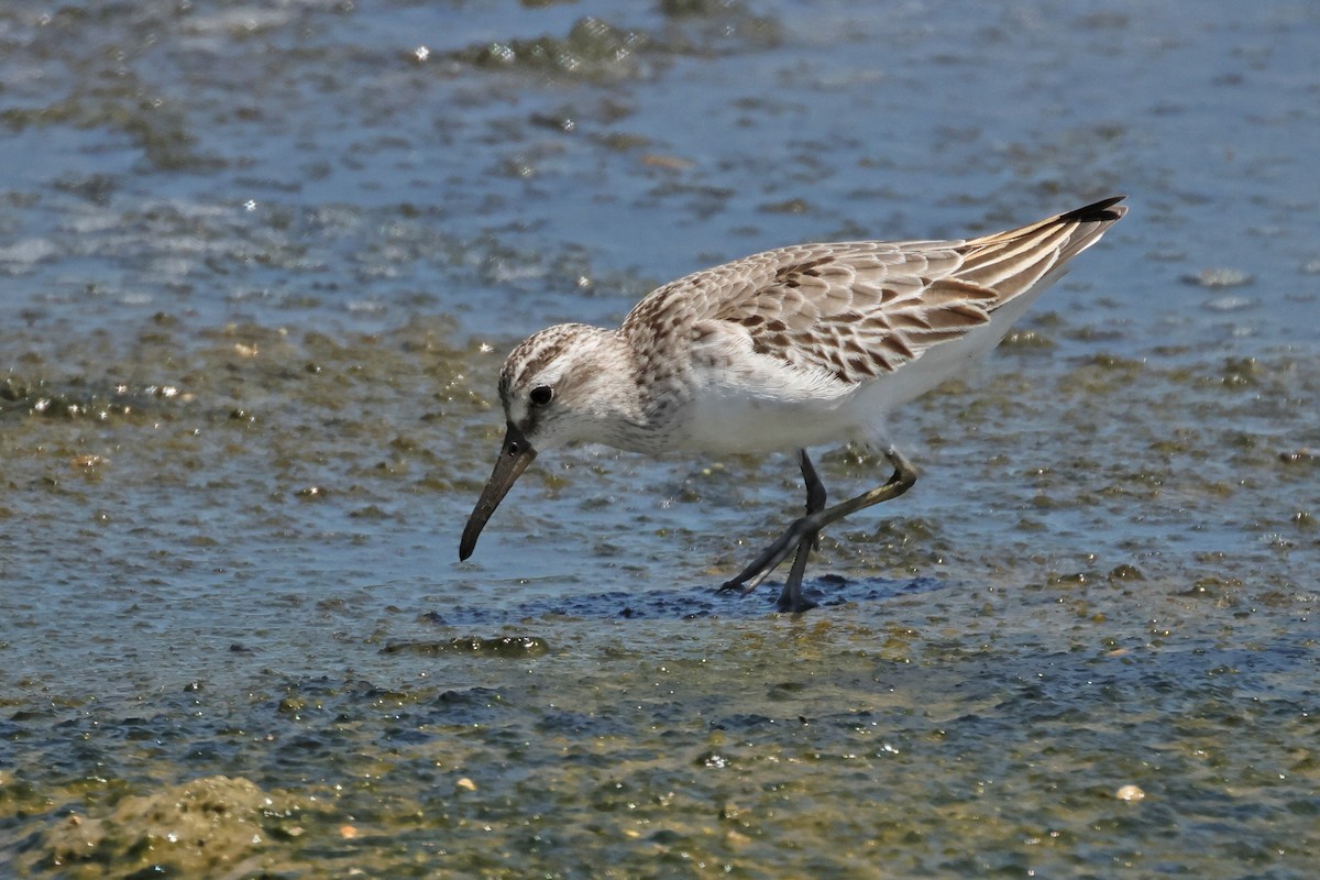 Broad-billed Sandpiper - ML645574514