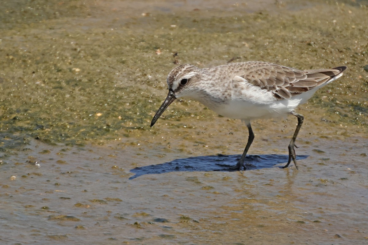 Broad-billed Sandpiper - ML645574522