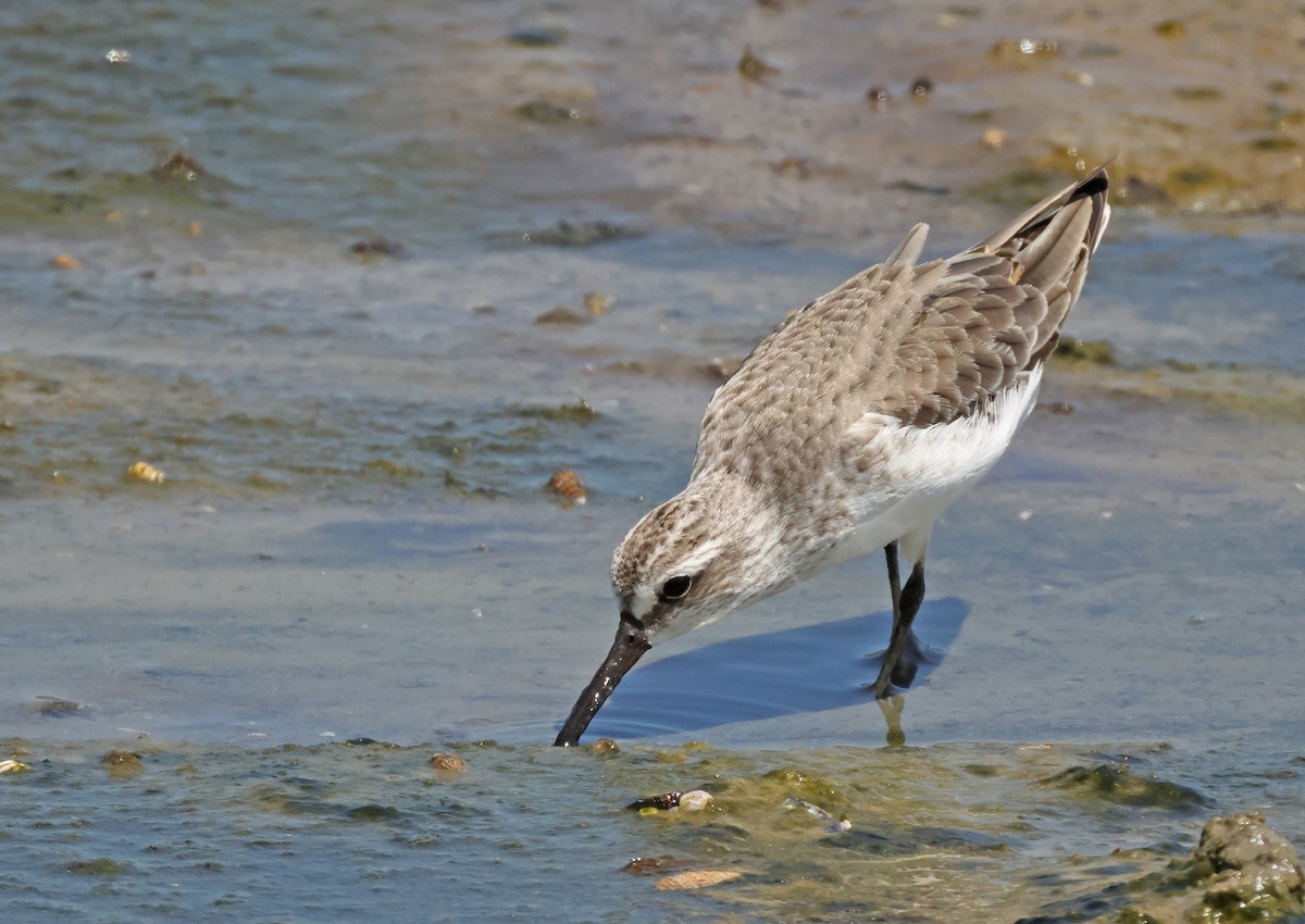Broad-billed Sandpiper - ML645574523