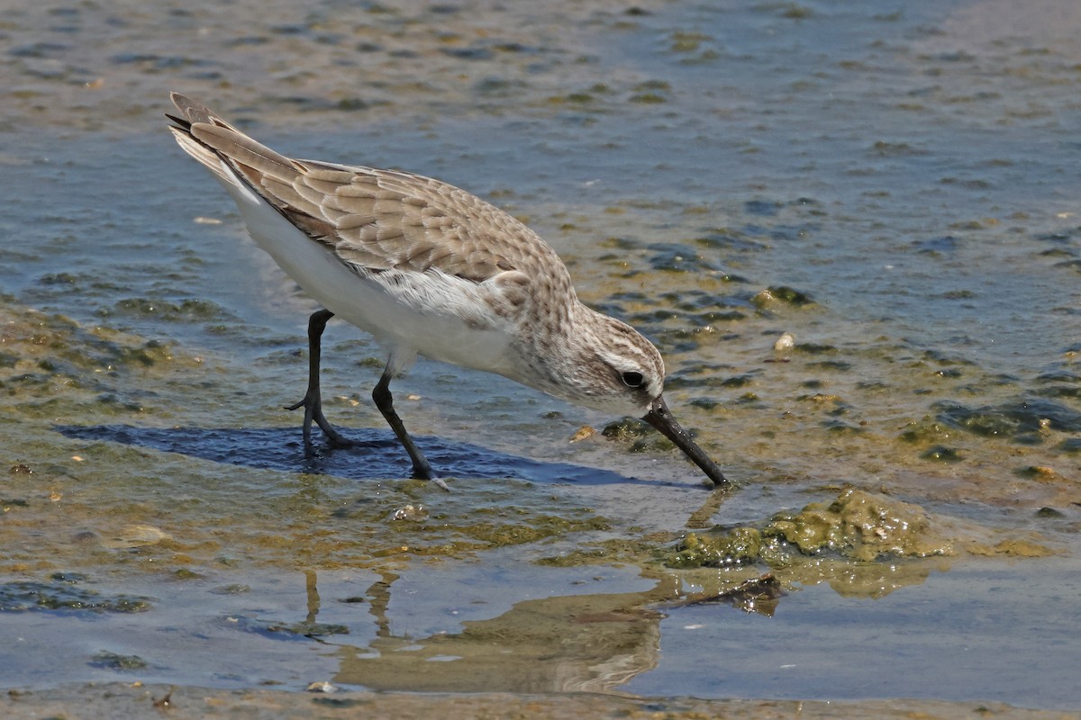 Broad-billed Sandpiper - ML645574524