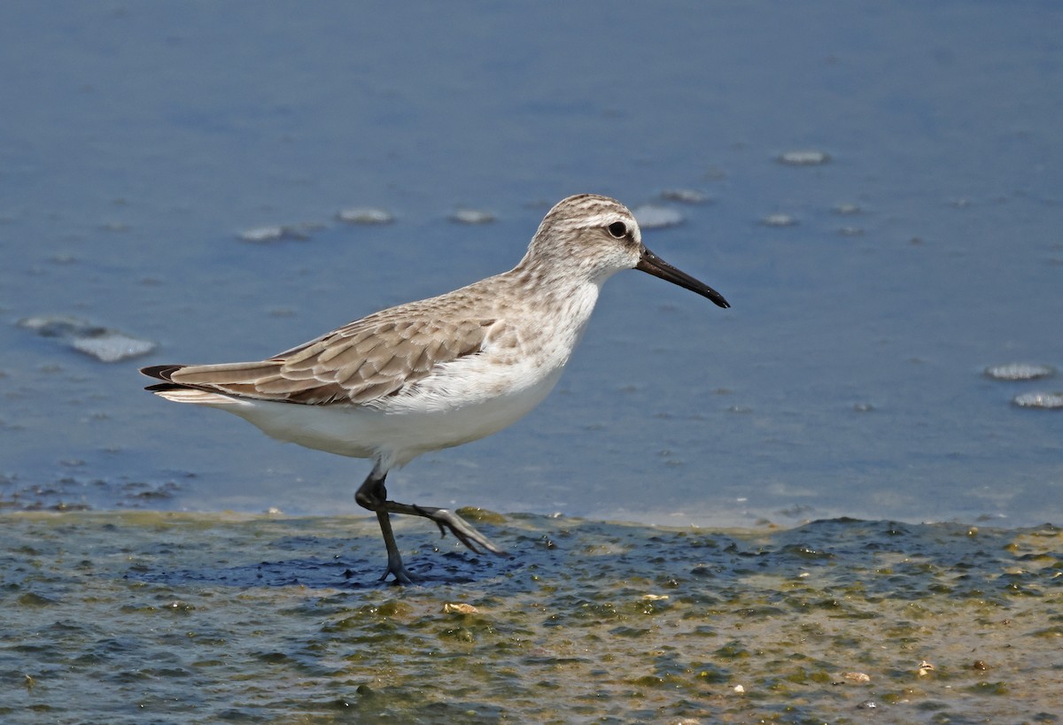 Broad-billed Sandpiper - ML645574525