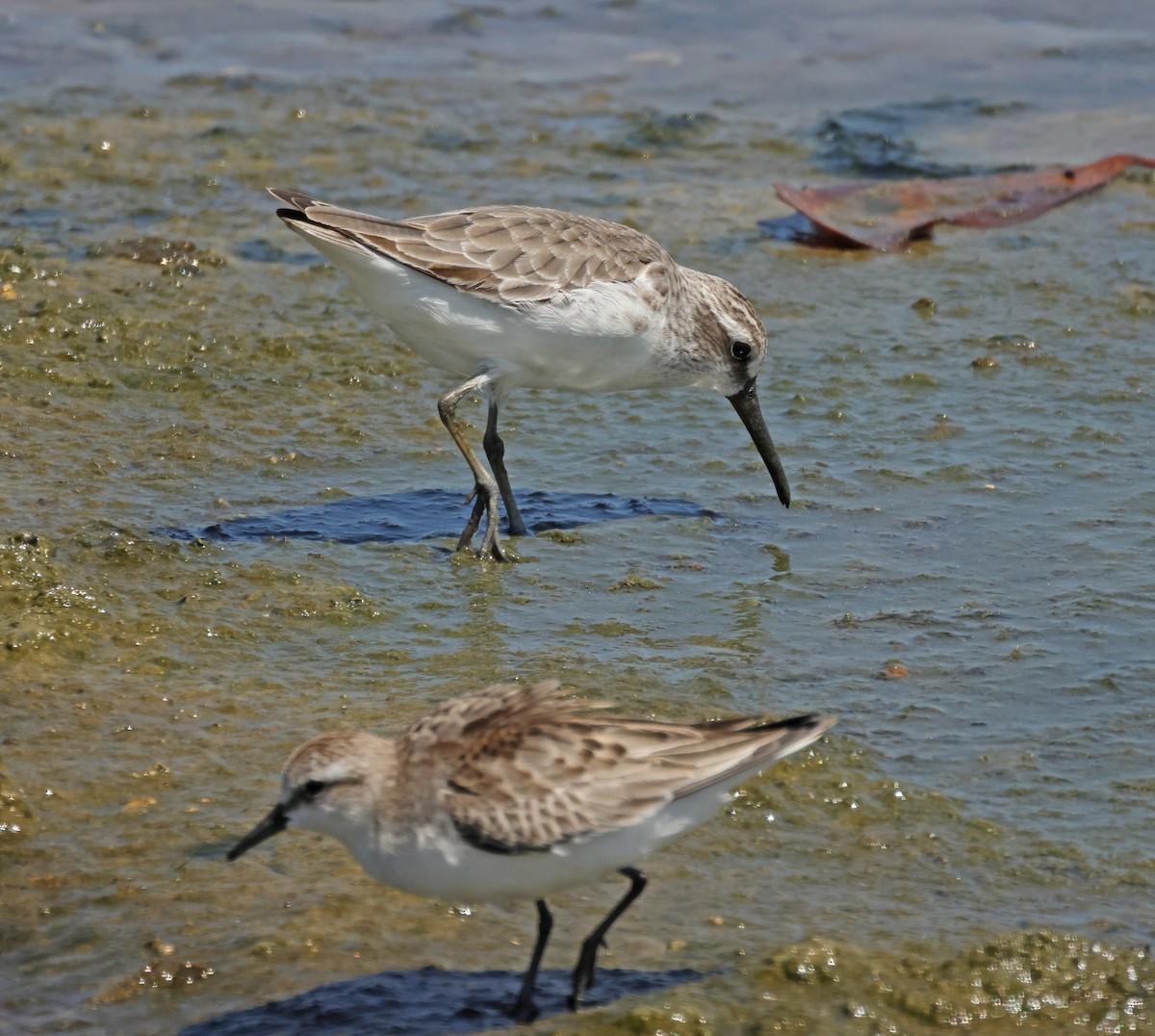 Broad-billed Sandpiper - ML645574527