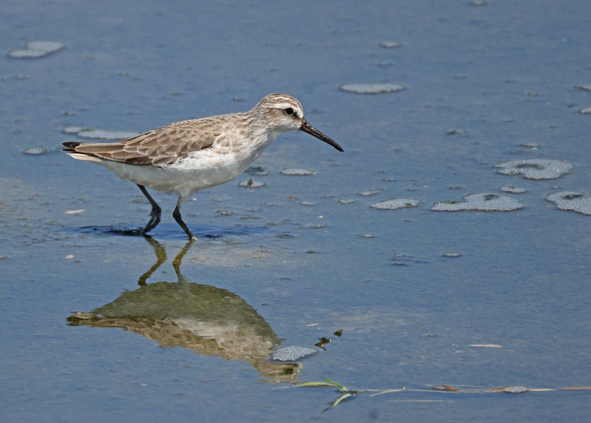 Broad-billed Sandpiper - ML645574530