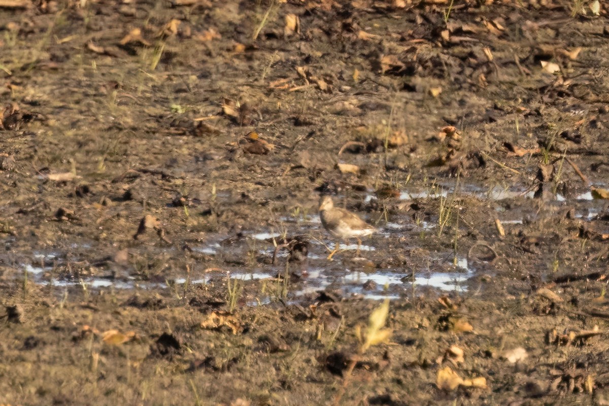 Çizgili Kumkuşu - ML645574534