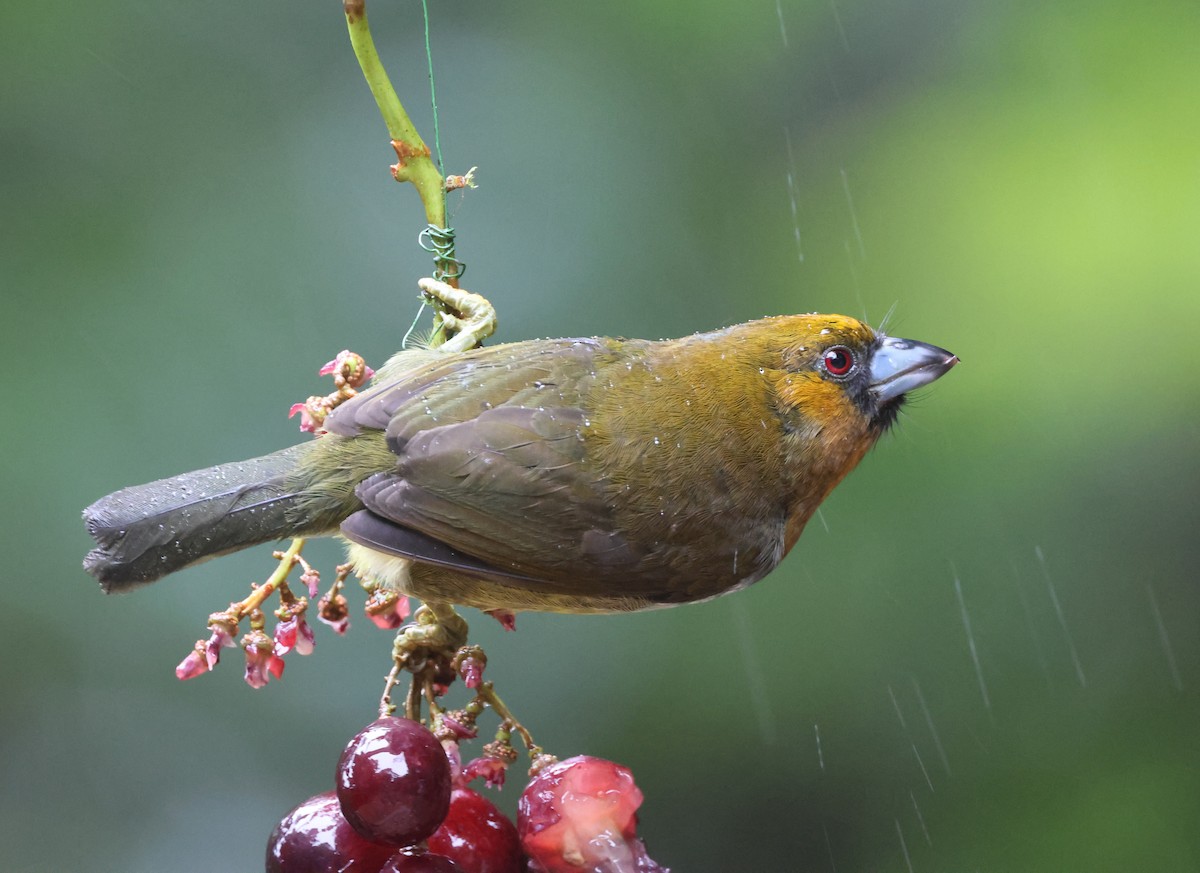 Prong-billed Barbet - ML645574535