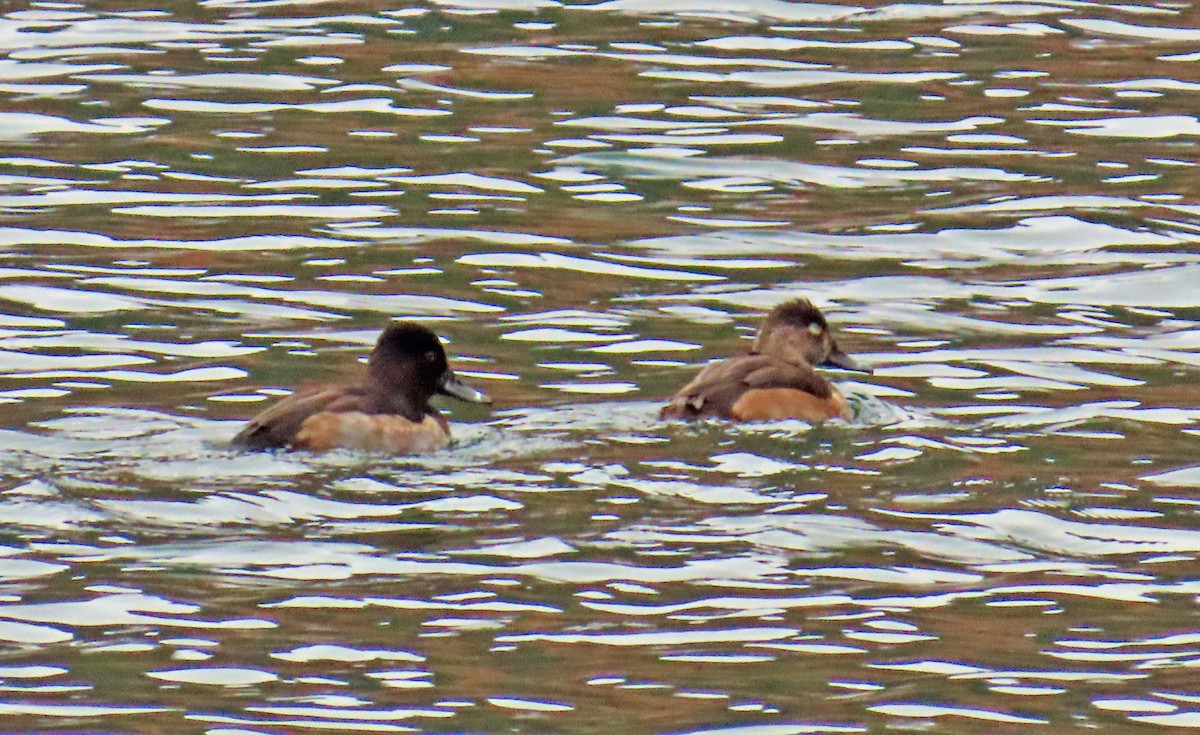Ring-necked Duck - ML645574536