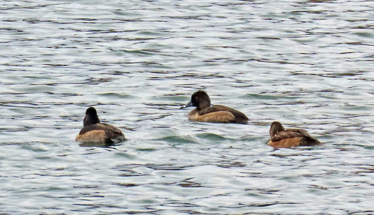 Ring-necked Duck - ML645574537