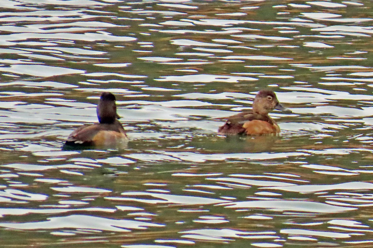 Ring-necked Duck - ML645574538