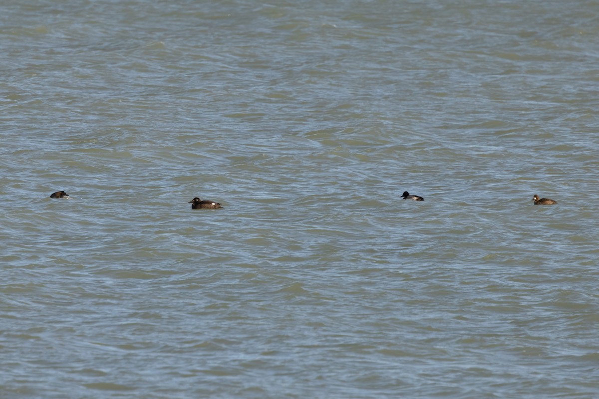 White-winged Scoter - ML645574540